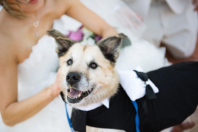 dog in wedding wearing dog tuxedo